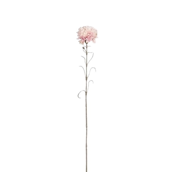 <h4>Dainthus 66cm</h4>