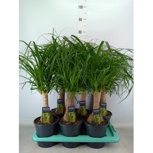 Beaucarnea recurvata