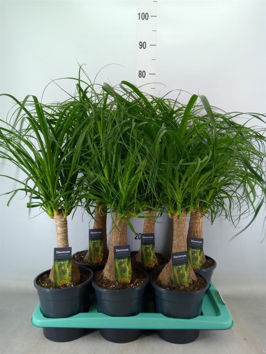 <h4>Beaucarnea recurvata</h4>