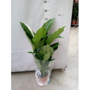 Spathiphyllum  'Sweet Sebastiano'