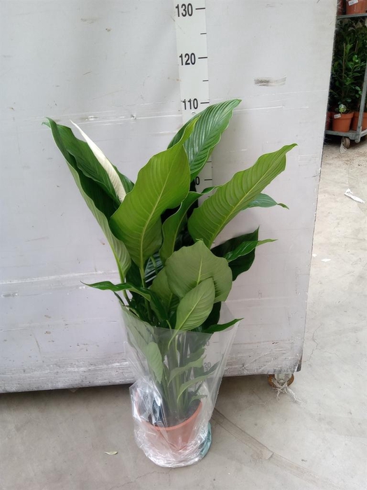 <h4>Spathiphyllum  'Sweet Sebastiano'</h4>