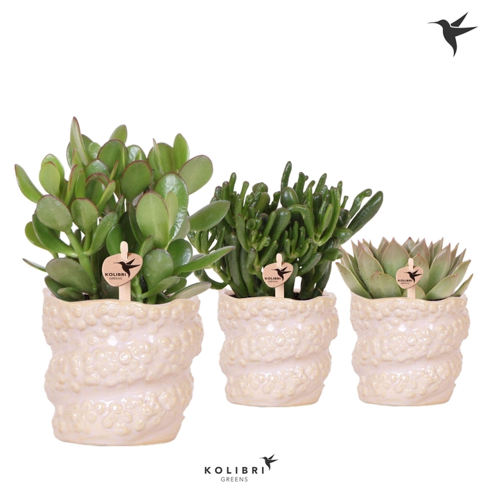 <h4>Kolibri Greens Succulenten mix in Octopus pot</h4>