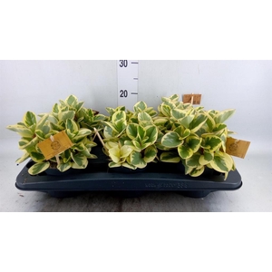 Peperomia obt. 'Obtipan Bicolor'