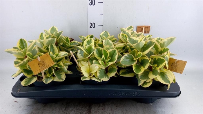 <h4>Peperomia obt. 'Obtipan Bicolor'</h4>