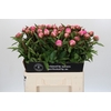 Paeonia Dr A Fleming
