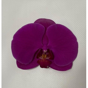 PHAL CHIANGMAI BLOEM 45 bloemen, 4 takken