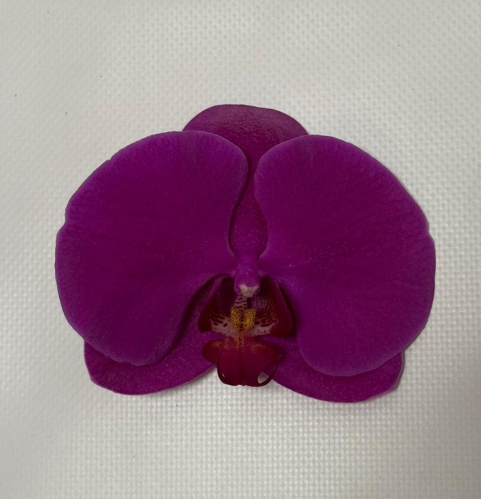 <h4>PHAL CHIANGMAI BLOEM 45 bloemen, 4 takken</h4>