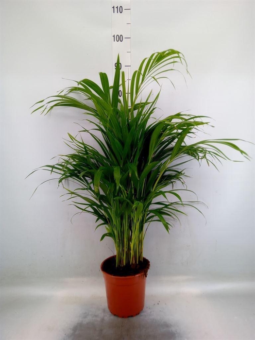 <h4>Dypsis lutescens   ...Chrysalidoca</h4>