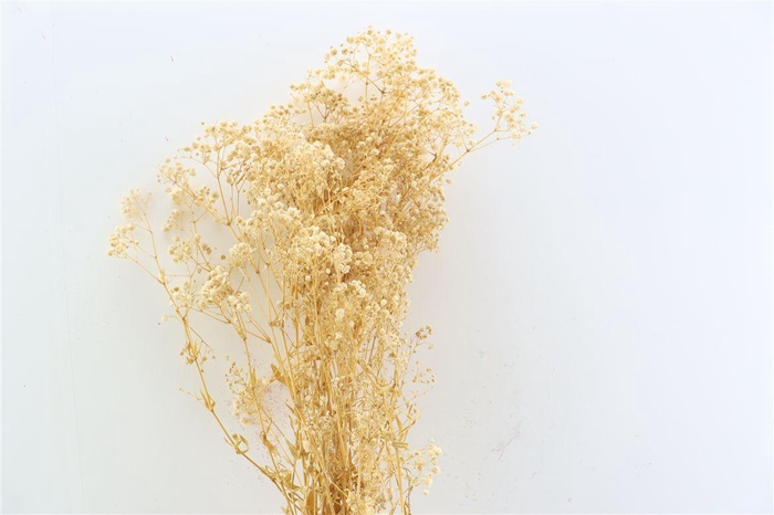 <h4>Pres Gyps Naturel 100gr Per Bunch</h4>