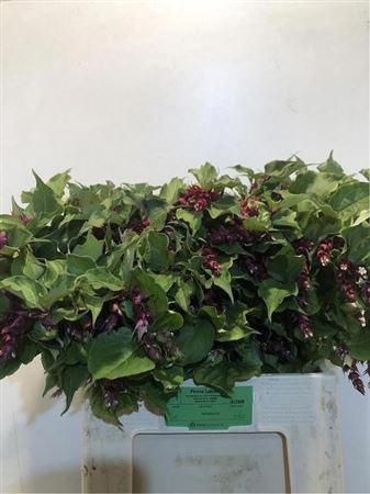 <h4>Leycester F Purple Rain</h4>