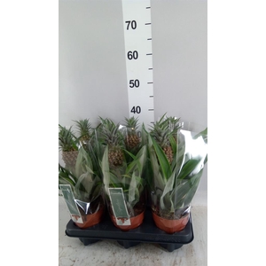 Ananas  'Rosita'
