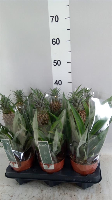 <h4>Ananas  'Rosita'</h4>
