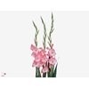 GLAD GR PINK LADY