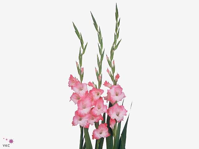 GLAD GR PINK LADY