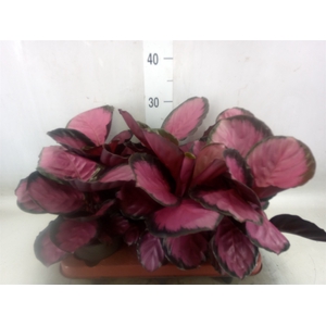 Calathea roseopicta 'Crimson'