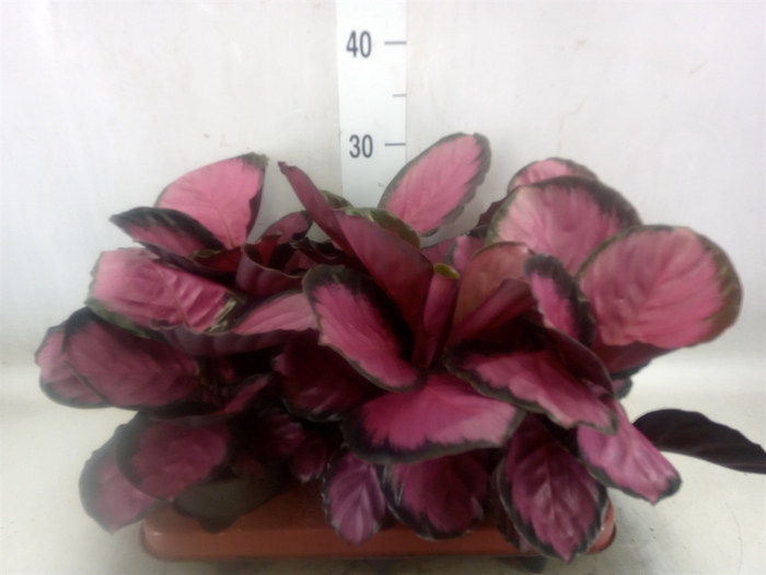 <h4>Calathea roseopicta 'Crimson'</h4>