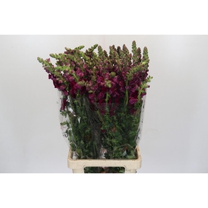 Antirrhinum Monaco Red
