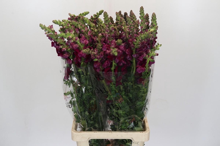 <h4>Antirrhinum Monaco Red</h4>