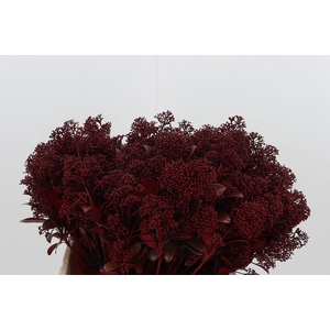 Skimmia Kl Bh Bordeaux