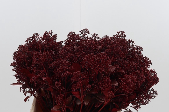 <h4>Skimmia Kl Bh Bordeaux</h4>