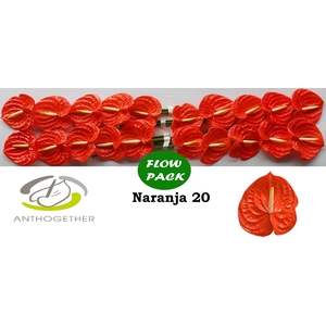 Anth A Naranja 9 cm X20 Flow Pack Oosterzon