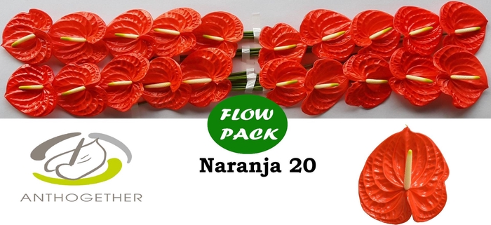 <h4>Anth A Naranja 9 cm X20 Flow Pack Oosterzon</h4>