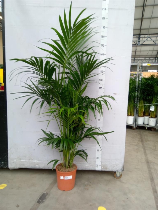 <h4>Howea forsteriana</h4>