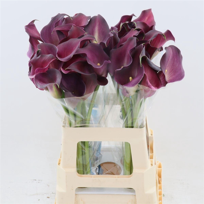 <h4>Calla Bordeaux Art</h4>