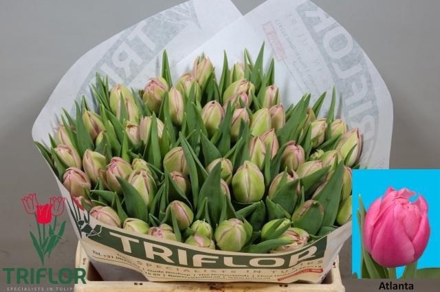 <h4>TU DU ATLANTA</h4>