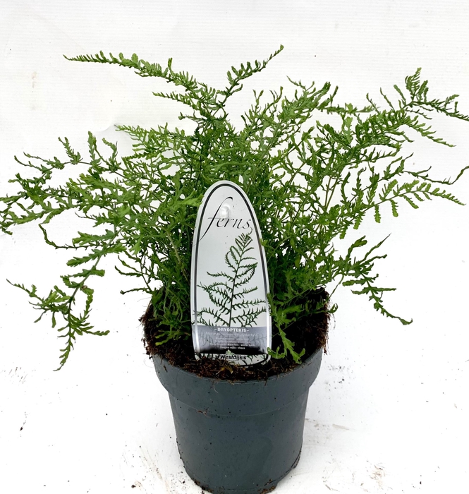 Dryopteris filix-mas Linearis Poly