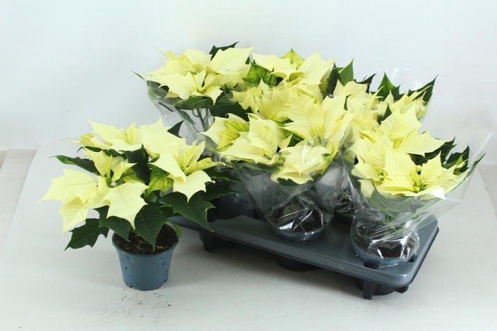 <h4>EUPHOR P ALASKA</h4>