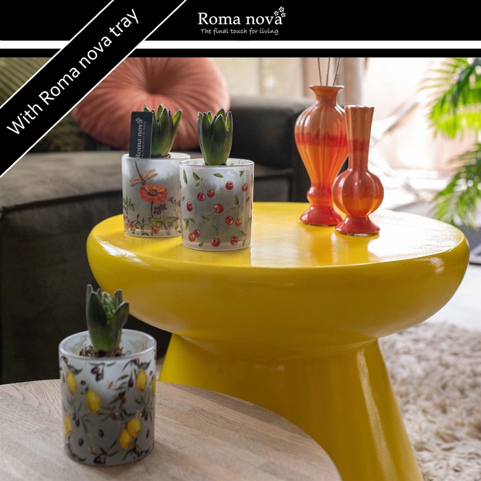 <h4>Arr. Hyacinthus L%</h4>