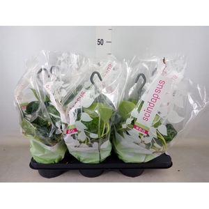 Scindapsus pictus 'Trebie'