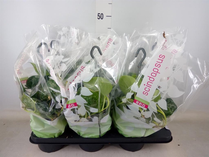 <h4>Scindapsus pictus 'Trebie'</h4>