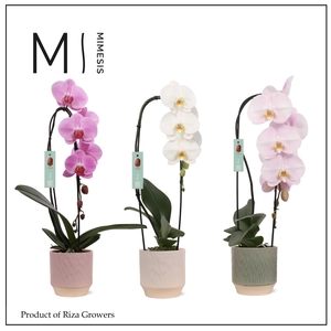 Phalaenopsis Flow Mix 1 spike – 12cm in Luna | Mimesis