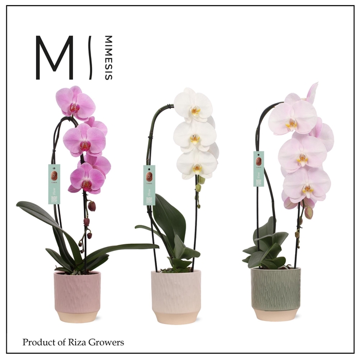 <h4>Phalaenopsis Flow Mix 1 spike – 12cm in Luna | Mimesis</h4>