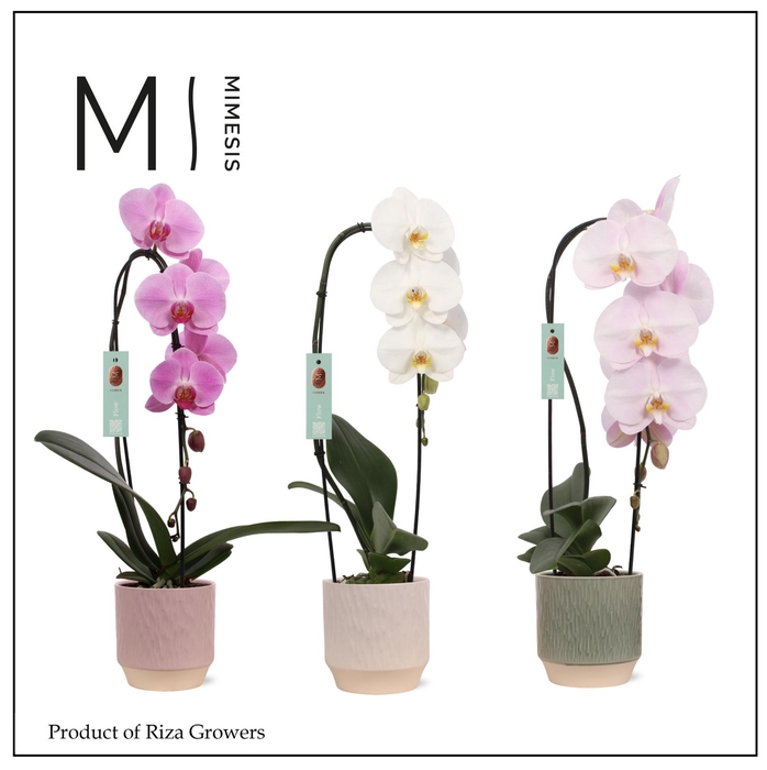 <h4>Phalaenopsis Flow Mix 1 spike – 12cm in Luna | Mimesis</h4>