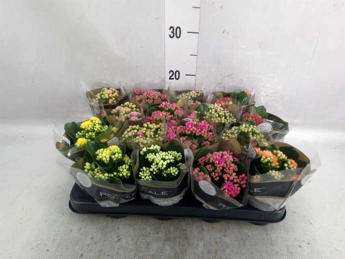 Kalanchoe blos. 'RoyalDon'   ..mix