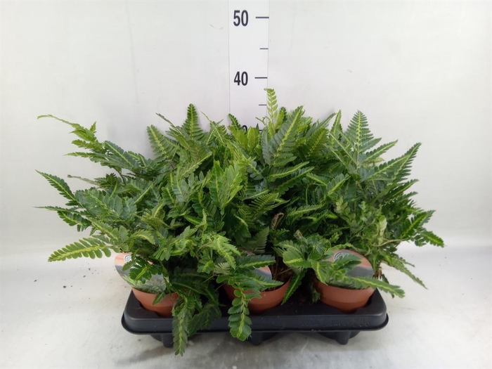 <h4>Arachniodes aristata 'Variegata'</h4>