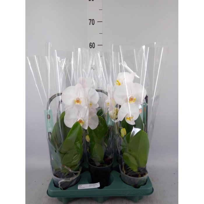 <h4>Phalaenopsis 'Ant Tokyo'</h4>