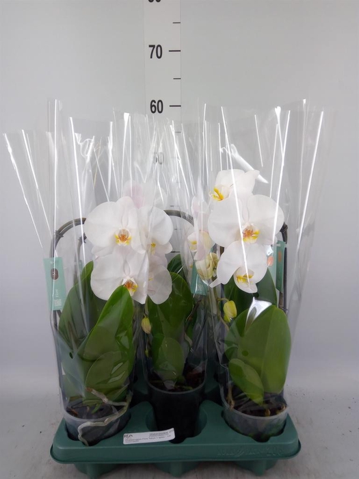 Phalaenopsis  'Ant Tokyo'