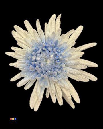 <h4>Chr G Marshmallow Blue</h4>