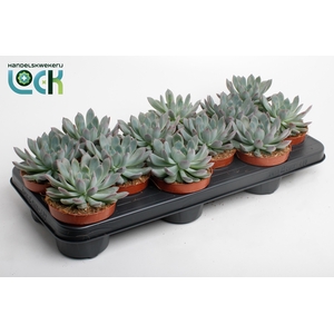 Echeveria Pelisuda