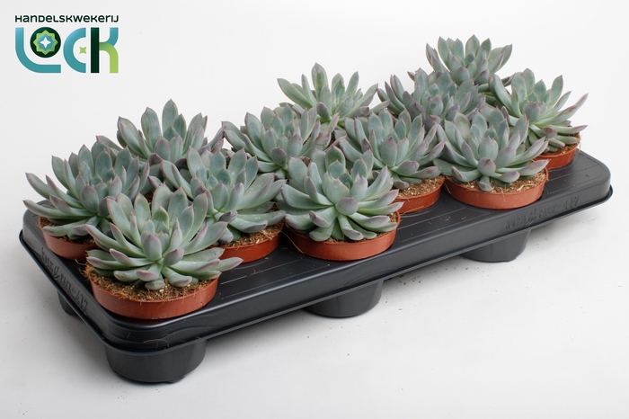 <h4>Echeveria Pelisuda</h4>