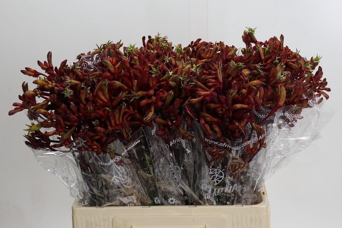 <h4>Anigozanthos Early Spring</h4>