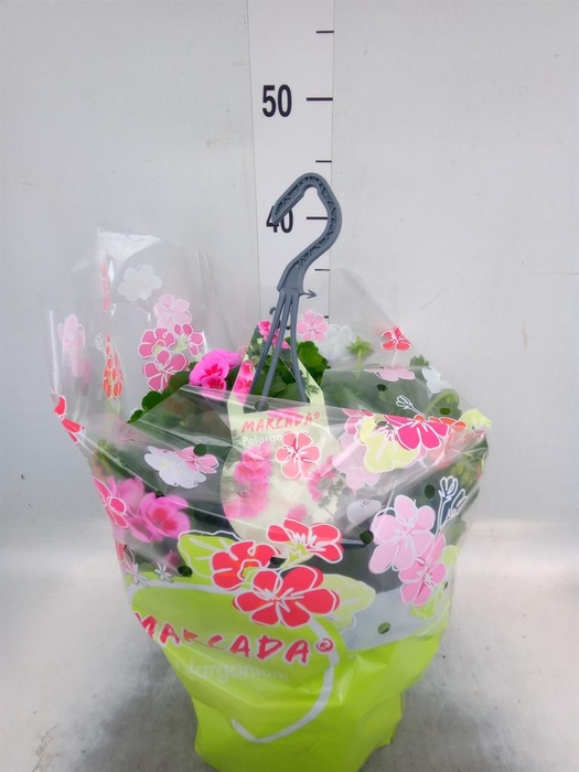 <h4>Pelargonium p.x z. 'Marcada Pk Ppl'</h4>