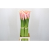Zantedeschia Eydolls Salmon
