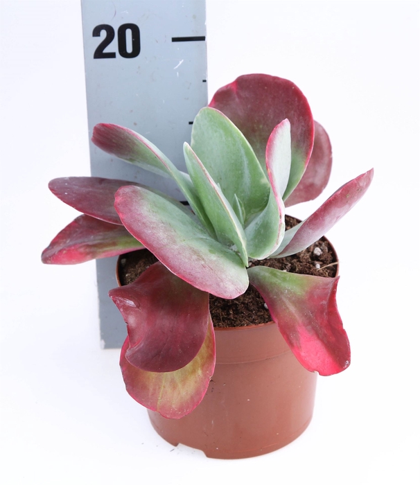 <h4>Kalanchoe NF thyrsiflora 'Red Lips'</h4>