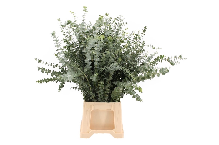 <h4>Euca Baby Blue 55 Cm</h4>