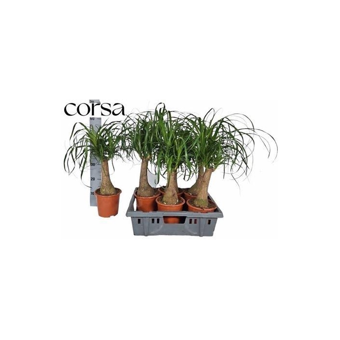 <h4>Beaucarnea Recur</h4>